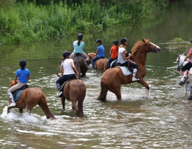 Metiendo a los equinos en el rio.jpg